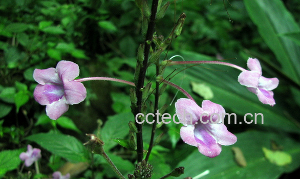 果蔬百科白接骨的功效与作用-0