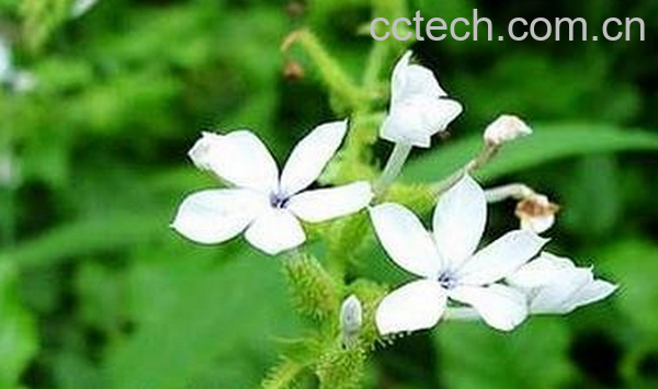 果蔬百科白藤的功效与作用-0