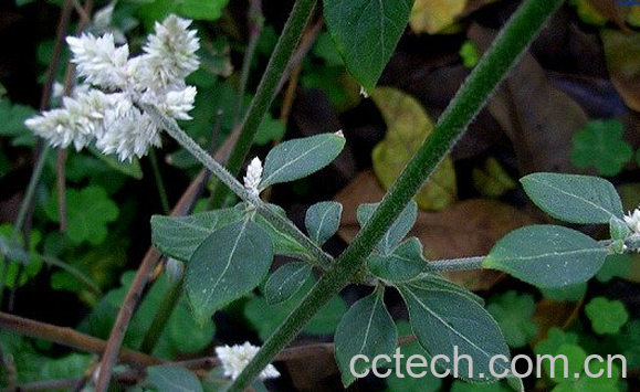 果蔬百科白牛膝的功效与作用-0