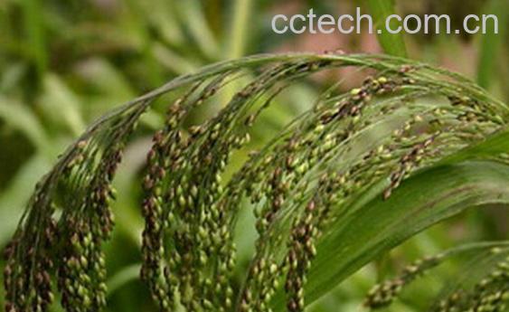 果蔬百科中药水根的功效与作用-0