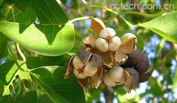 果蔬百科京大戟树的功效与作用-0