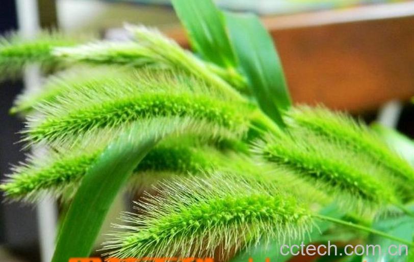 果蔬百科狗尾巴草的功效与作用-0