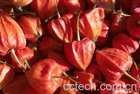 果蔬百科红菇娘的功效与作用-0