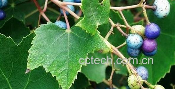 果蔬百科大接骨丹的功效与作用-0