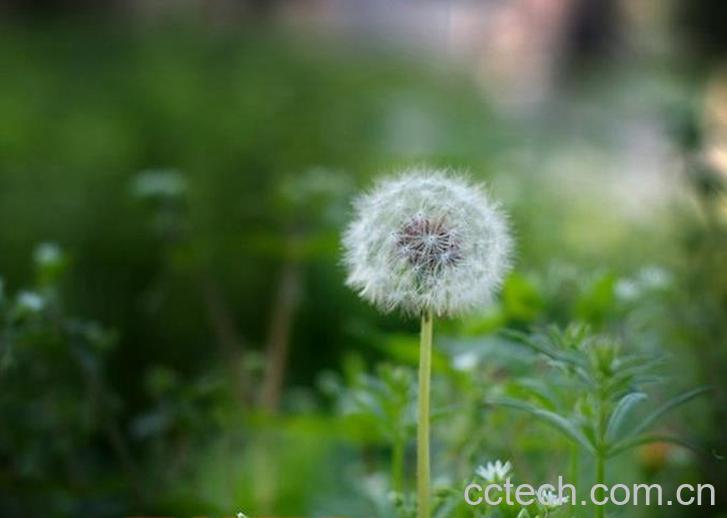 果蔬百科蒲公英的药用价值-0