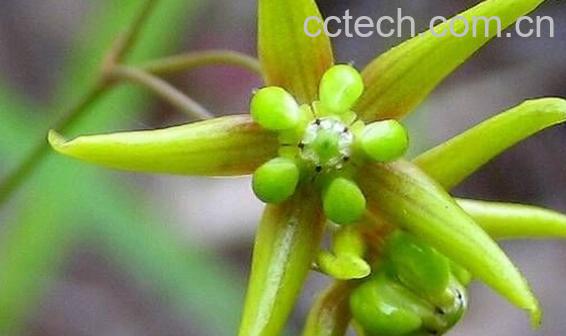 果蔬百科徐长卿-0