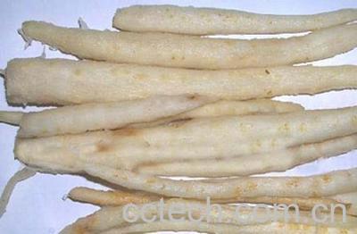 果蔬百科龙山长参的功效与作用-0