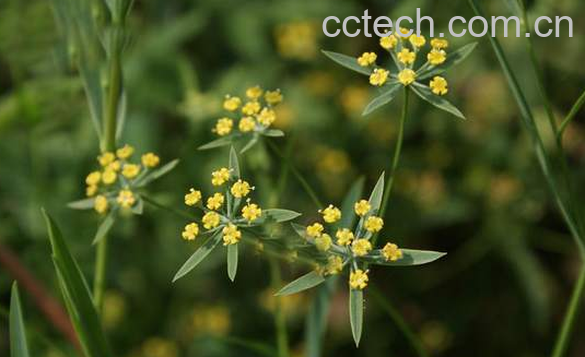 果蔬百科小柴胡的功效与作用-0