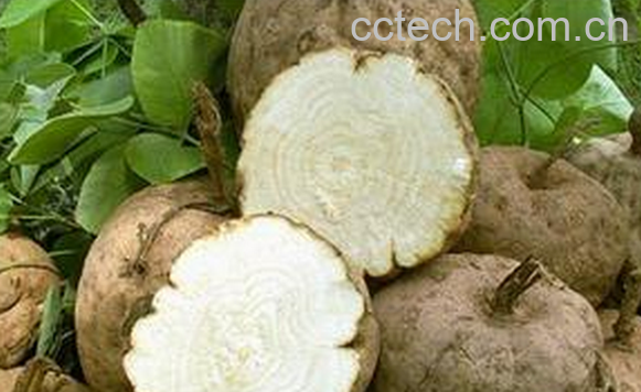 果蔬百科野葛根的功效与作用-0