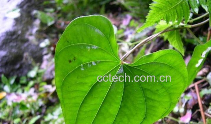 果蔬百科黄药子图片 黄药子的功效与作用-0