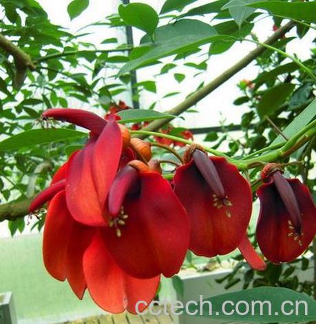 果蔬百科木瑚蝶花根功效与作用-0