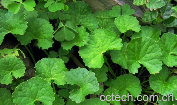 果蔬百科大金钱草的功效与作用-0