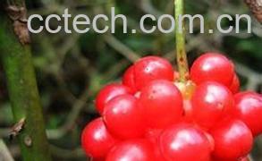 果蔬百科北五味子图片 北五味子的功效与作用-0