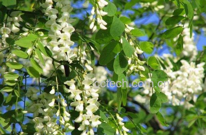 果蔬百科刺槐树图片 刺槐树的功效与作用-0