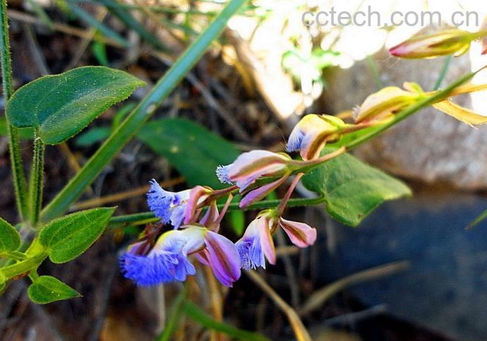 果蔬百科远志草图片 远志草的功效与作用-0