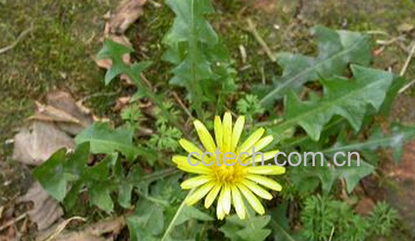 果蔬百科蒲公英泡水喝的禁忌-0