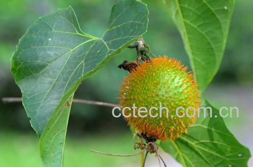 果蔬百科木鳖子图片 木鳖子的功效与作用-0