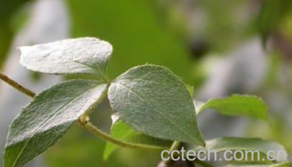 果蔬百科白药子的功效与作用-0