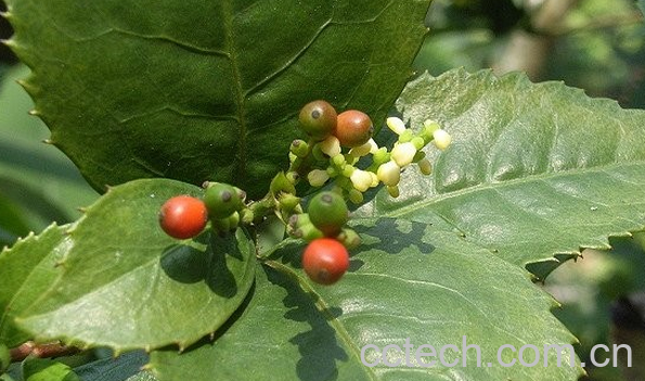 果蔬百科肿节风的功效与作用-0