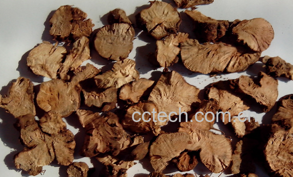 果蔬百科金荞麦的功效与作用-0