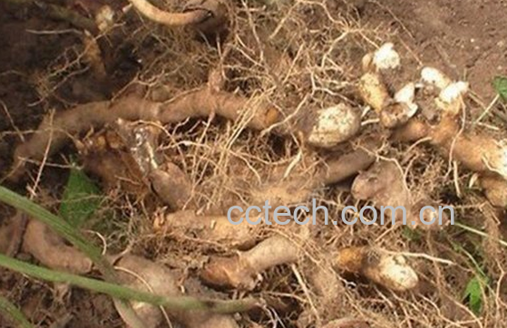 果蔬百科穿山龙的功效与作用-0