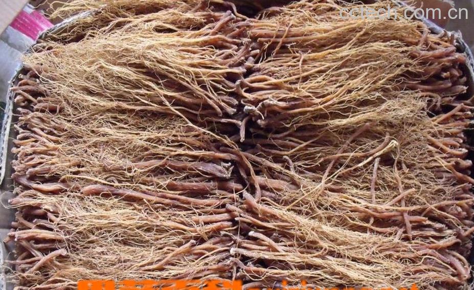 果蔬百科红参须图片 红参须的功效与作用-0