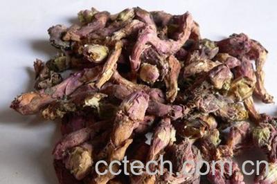 果蔬百科款冬花图片 款冬花的功效与作用-0