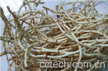 果蔬百科中药鱼星草图片 中药鱼星草的功效与作用-0