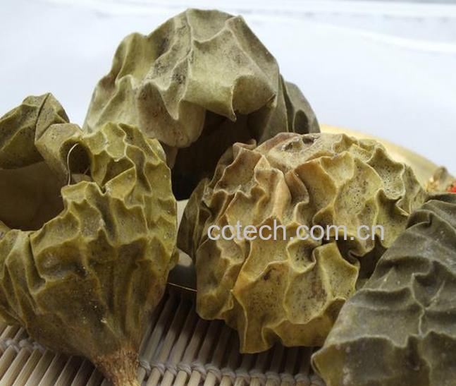 果蔬百科栝楼壳图片 栝楼壳的功效与作用-0