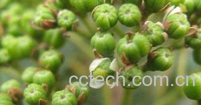 果蔬百科吴茱萸图片 吴茱萸的功效与作用-0