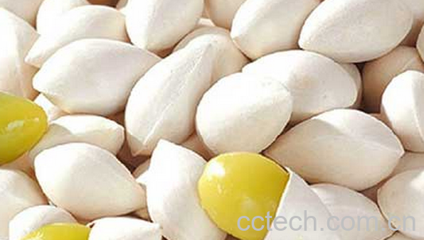 果蔬百科白果的药用价值与功效-0