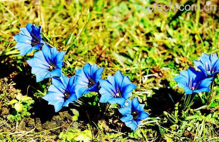 果蔬百科龙胆草图片 龙胆草的功效与作用-0