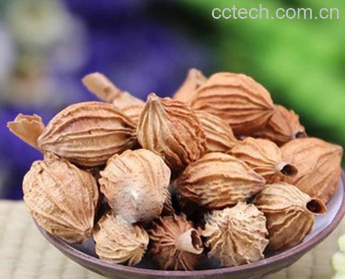 果蔬百科砂仁图片 砂仁的功效与作用-0