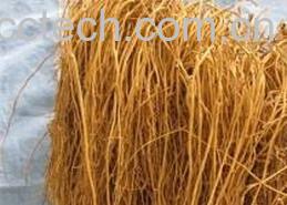 果蔬百科细辛图片 细辛的功效与作用-0