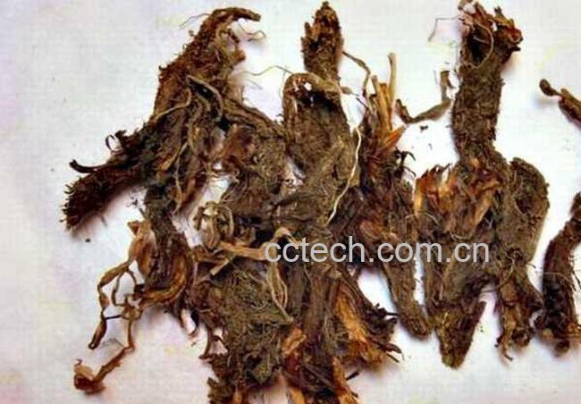 果蔬百科甘松图片 甘松的功效与作用-0