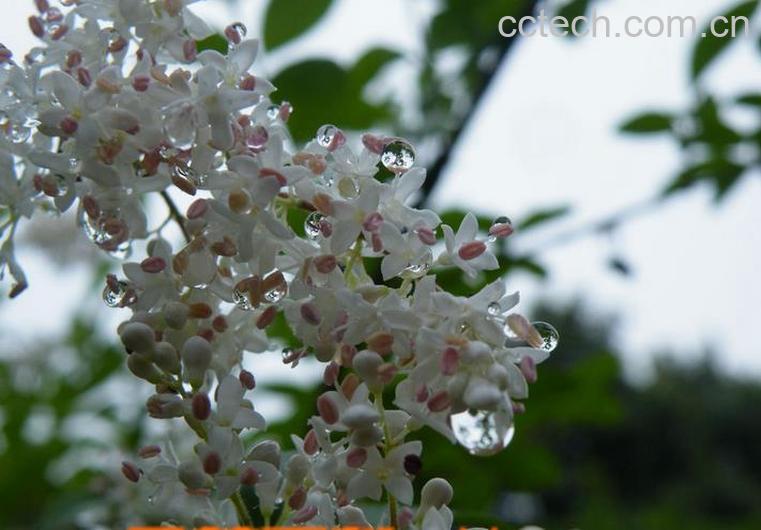 果蔬百科薤白图片 薤白的功效与作用-0