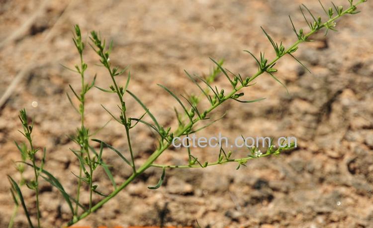 果蔬百科百蕊草 百蕊草的功效与作用 百蕊草的副作用-0