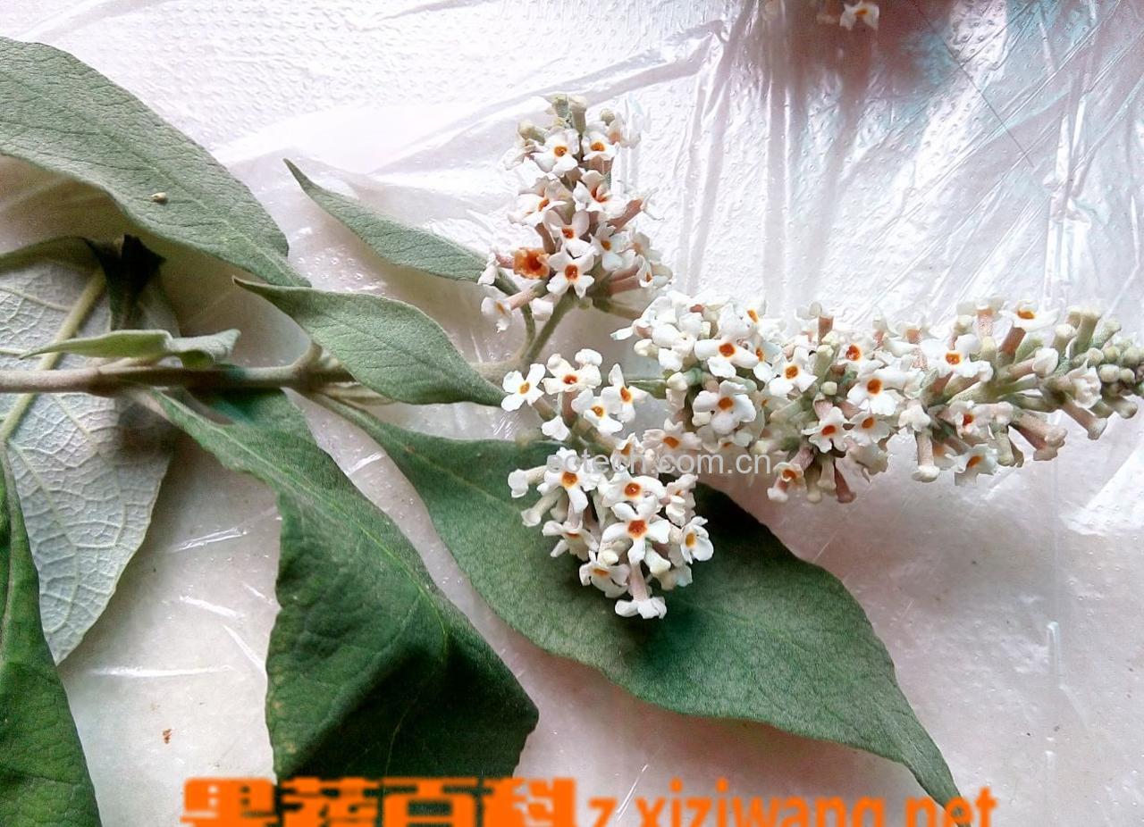 果蔬百科密蒙花图片 密蒙花的功效与作用-0