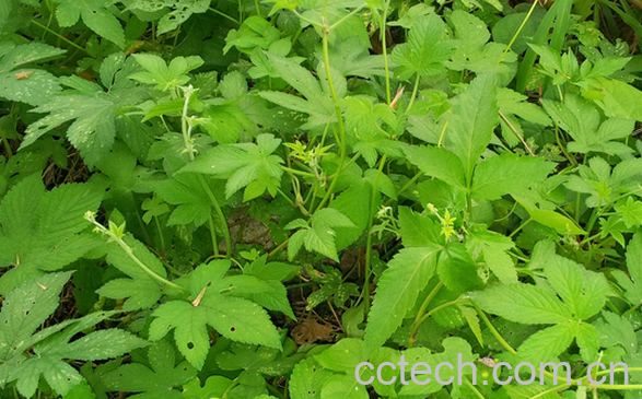 果蔬百科绞股蓝的功效与作用-0