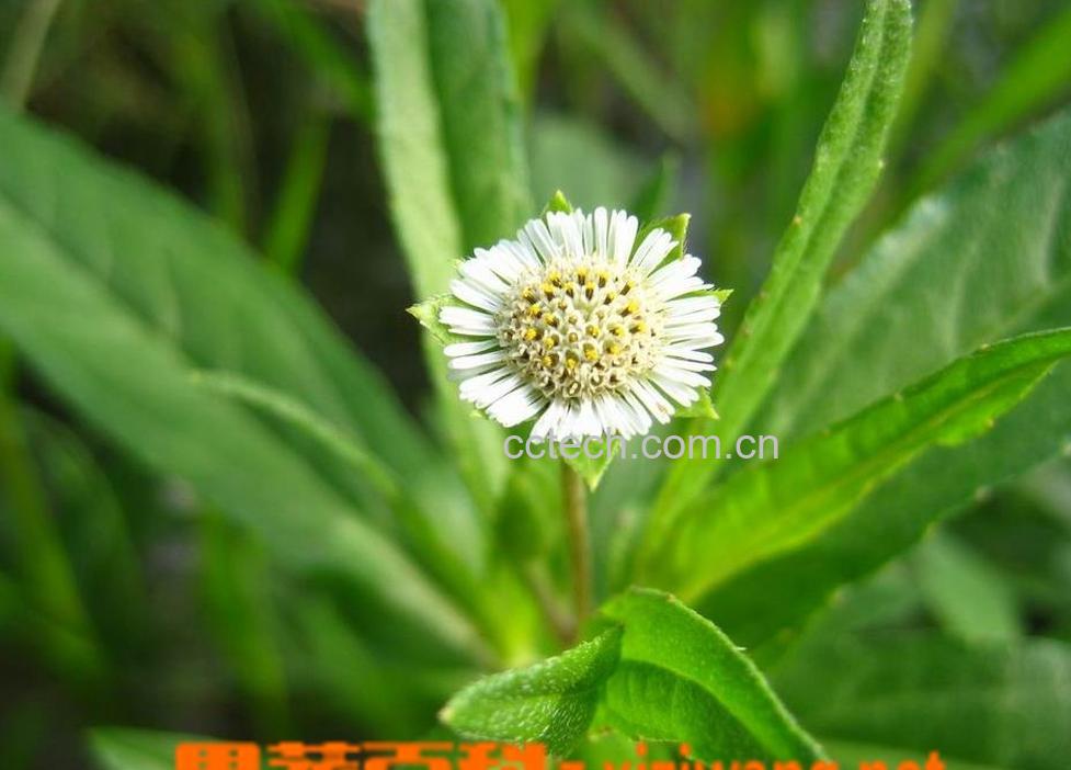 果蔬百科墨旱莲图片 墨旱莲的功效与作用-0