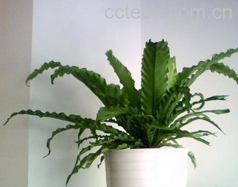 果蔬百科鸟巢蕨图片 鸟巢蕨的功效与作用-0