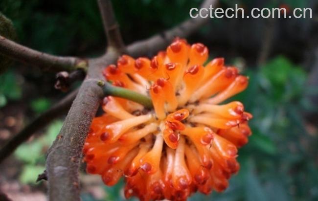 果蔬百科楮白皮图片 楮白皮的功效与作用-0