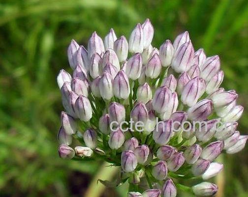 果蔬百科薤白图片 薤白的功效与作用-0