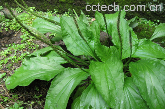 果蔬百科车前草的药用功效与用法-0