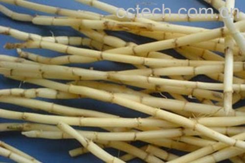 果蔬百科白茅根的功效与作用及食用方法-0