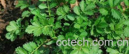 果蔬百科龙芽草图片 龙芽草的功效与作用-0