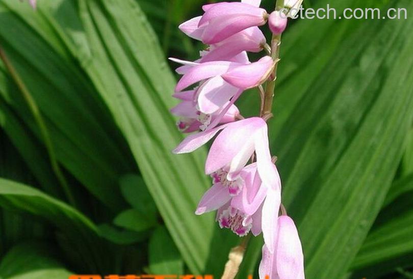 果蔬百科土白芨 土白芨的功效与作用 土白芨的副作用-0