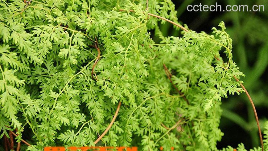 果蔬百科海金沙图片 海金沙的功效与作用-0