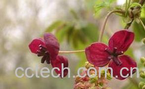 果蔬百科木通图片 木通的功效与作用-0