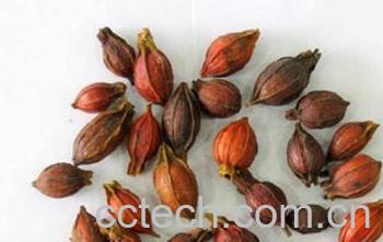 果蔬百科山栀子的功效与作用-0